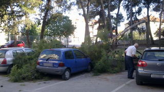 Sruseni bor u ulici Ante Starcevica