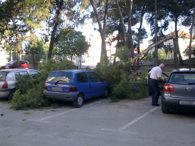 Sruseni bor u ulici Ante Starcevica
