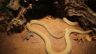 U Knezevoj palaci otvorena je izlozba djecjih radova na temu “Zmije – opasna ljepota”. Photo: Filip Brala/PIXSELL U Knezevoj palaci otvorena je izlozba djecjih radova na temu “Zmije – opasna ljepota”. Photo: Filip Brala/PIXSELL