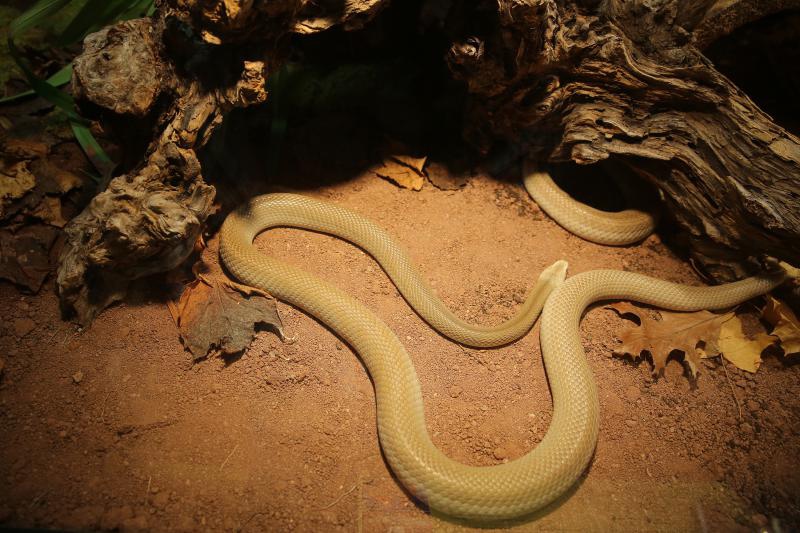 U Knezevoj palaci otvorena je izlozba djecjih radova na temu “Zmije – opasna ljepota”. Photo: Filip Brala/PIXSELL U Knezevoj palaci otvorena je izlozba djecjih radova na temu “Zmije – opasna ljepota”. Photo: Filip Brala/PIXSELL