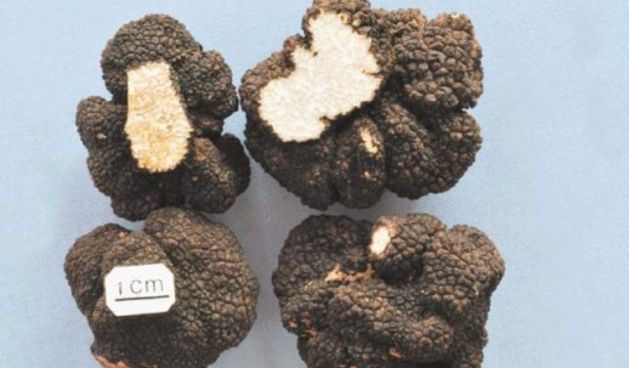 Crni tartuf Tuber, foto: novilist.hr