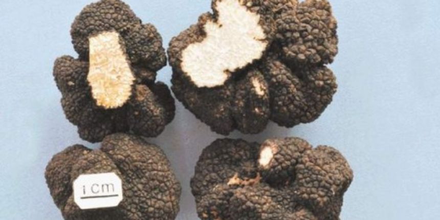 Crni tartuf Tuber, foto: novilist.hr Crni tartuf Tuber, foto: novilist.hr