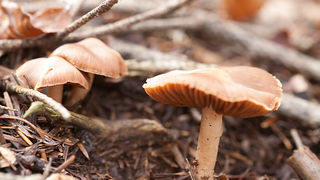 Lička jesen u znaku gljiva, Foto: Leo Banić