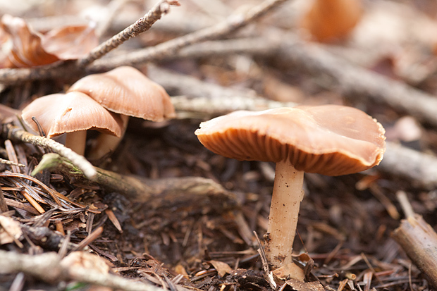 Lička jesen u znaku gljiva, Foto: Leo Banić