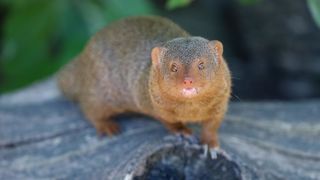 Mladunci patuljastog mungosa novi su stanovnici Zoološkog vrta Mladunci patuljastog mungosa novi su stanovnici Zoološkog vrta