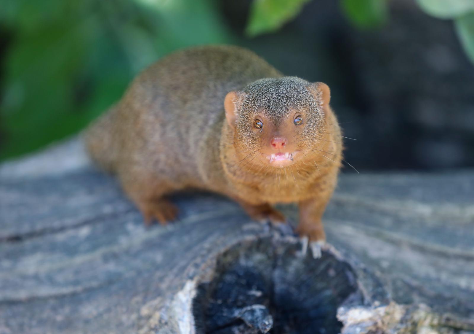 Mladunci patuljastog mungosa novi su stanovnici Zoološkog vrta Mladunci patuljastog mungosa novi su stanovnici Zoološkog vrta
