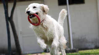 Zadar: Medjunarodna izlozba pasa CACIB 1. svibnja 2010.