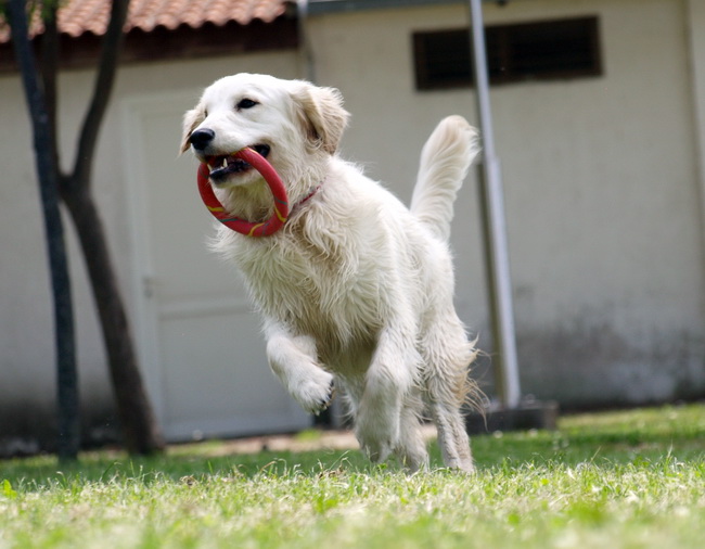 Zadar: Medjunarodna izlozba pasa CACIB 1. svibnja 2010.