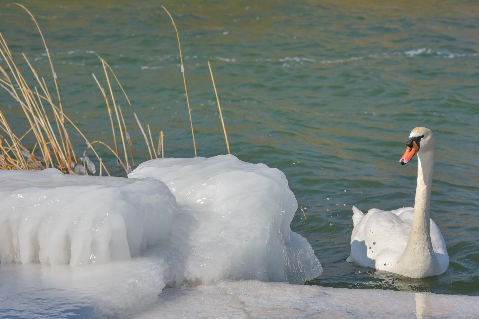 Ribarska lučica Prosika na Vranskom jezeru okovana ledom Ribarska lučica Prosika na Vranskom jezeru okovana ledom