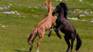 Divlji konji Velebita, foto: Leo Banic