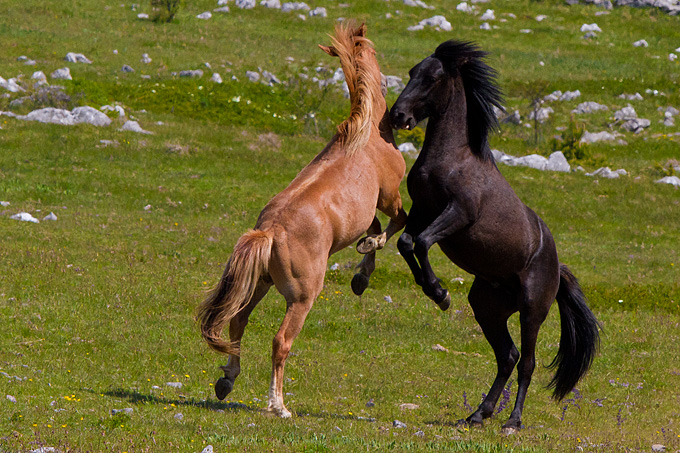 Divlji konji Velebita, foto: Leo Banic