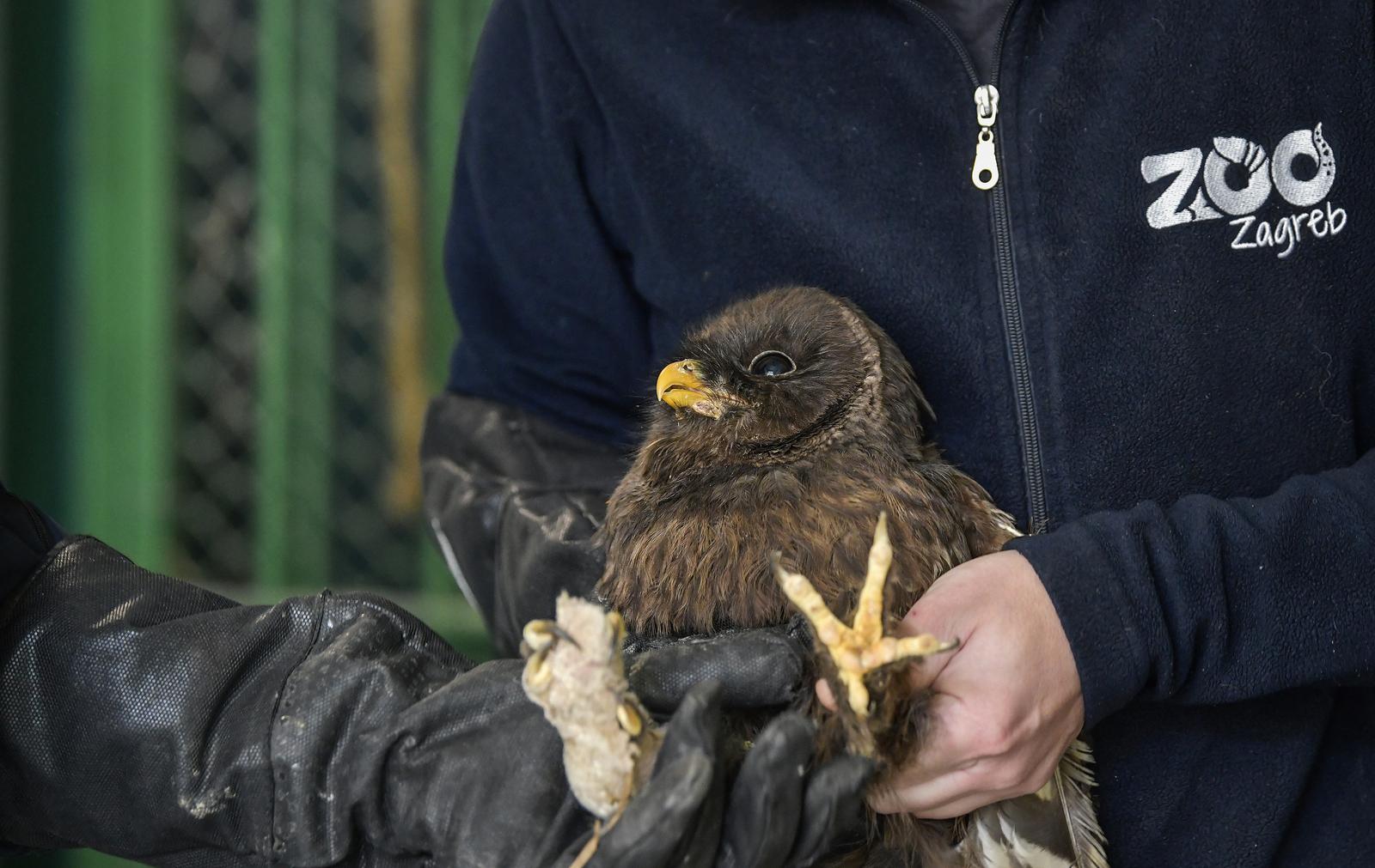 Rastopit će vam srce: Ozlijeđene sove na oporavku u zagrebačkom Zološkom vrtu