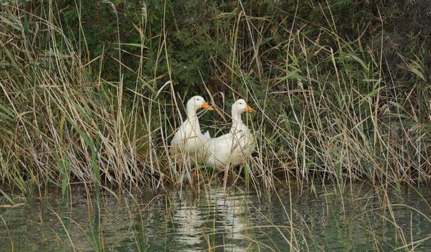 Prosika – Park prirode Vransko Jezero danas obiljezava 15.obljetnicu proglasenja parkom prirode Photo: Hrvoje Jelavic/PIXSELL