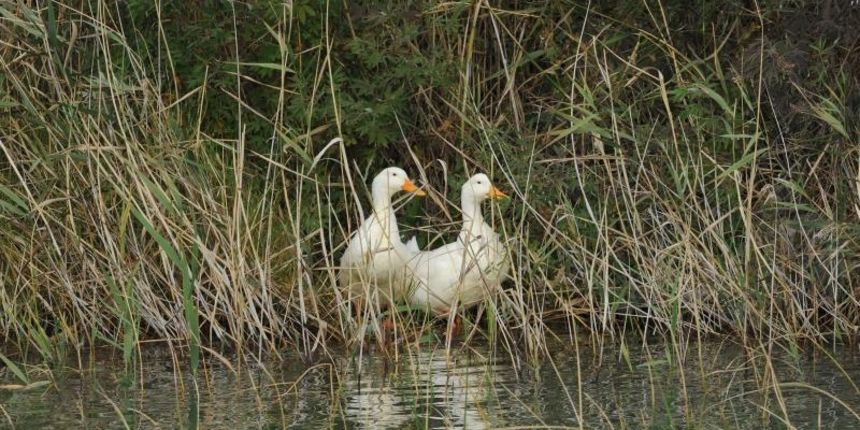 Prosika – Park prirode Vransko Jezero danas obiljezava 15.obljetnicu proglasenja parkom prirode Photo: Hrvoje Jelavic/PIXSELL