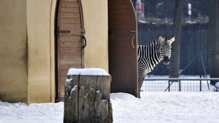Zagreb, 100212. 
Osim sto je zabijelio grad, snijeg je prekrio i nastambe zivotinja u Zooloskom vrtu. Neke su dobro prihvatile hladnije uvjete, dok su se druge skrivale u svojim zidanim nastambama.
Na slici: zebra
Foto: Boris Kovacev / CROPIX