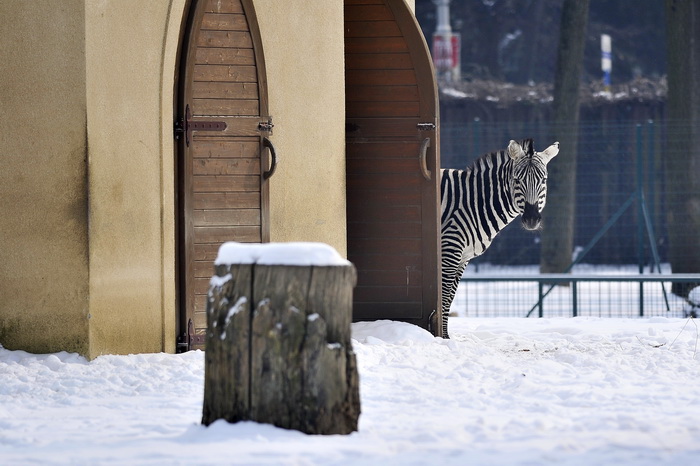 Zagreb, 100212. 
Osim sto je zabijelio grad, snijeg je prekrio i nastambe zivotinja u Zooloskom vrtu. Neke su dobro prihvatile hladnije uvjete, dok su se druge skrivale u svojim zidanim nastambama.
Na slici: zebra
Foto: Boris Kovacev / CROPIX