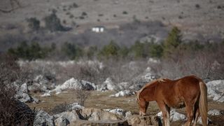 Veliko Rujno: Drago Krapić vlasnik je pedesetak konja koji obitavaju na velebitskim pašnjacima