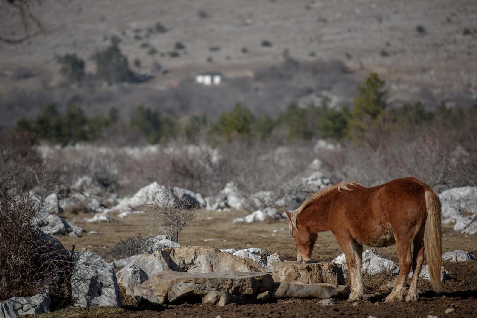 Veliko Rujno: Drago Krapić vlasnik je pedesetak konja koji obitavaju na velebitskim pašnjacima
