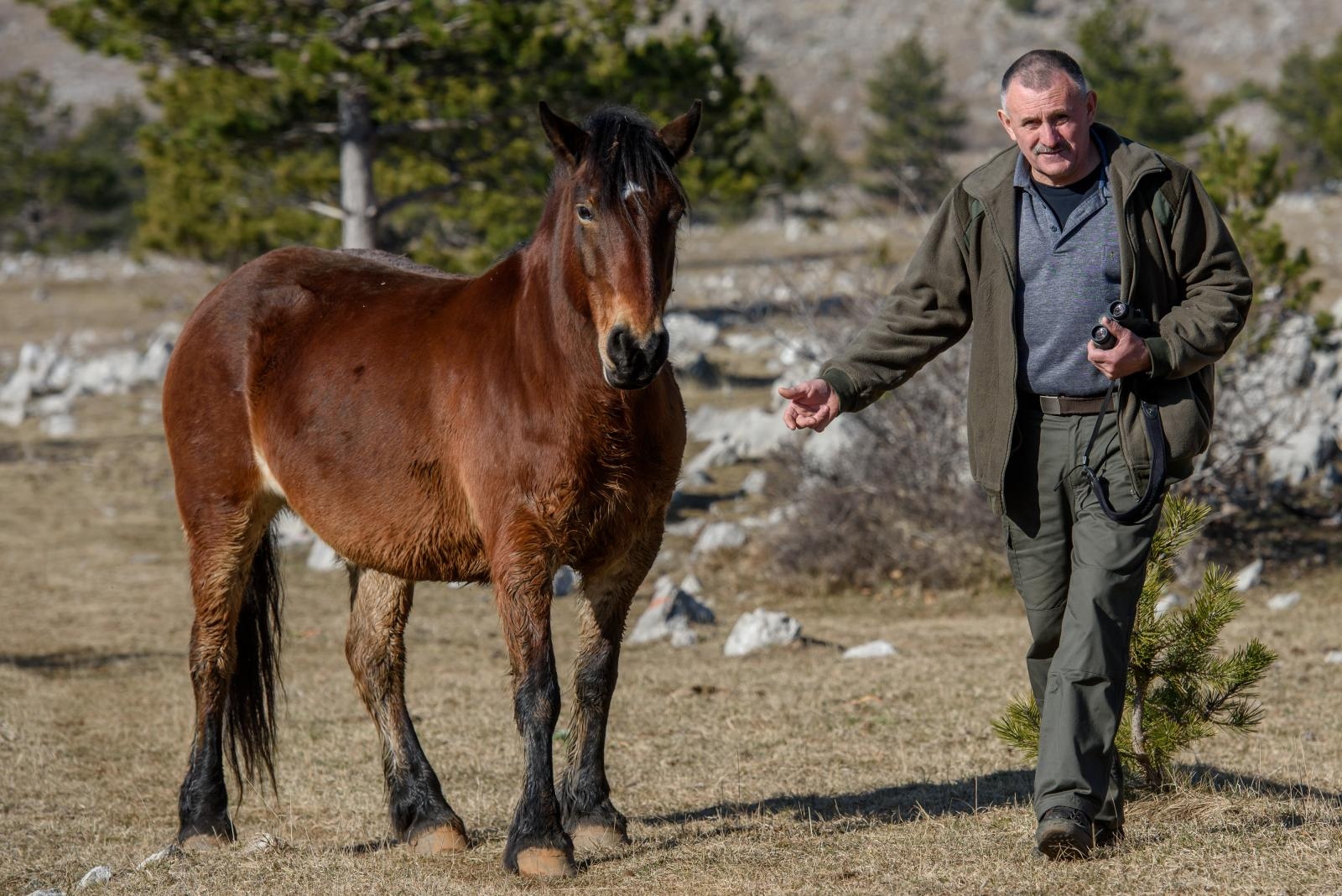 Veliko Rujno: Drago Krapić vlasnik je pedesetak konja koji obitavaju na velebitskim pašnjacima