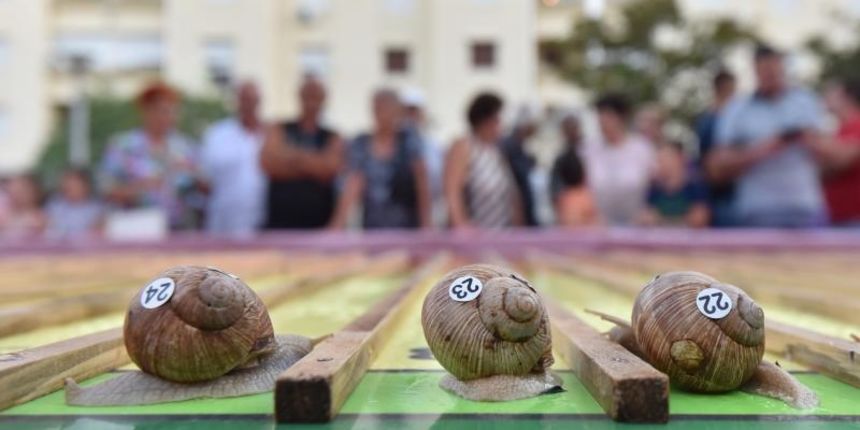 “Puževim korakom” Benkovac: 6. Prvenstvo Hrvatske u utrci puževa “Puževim korakom” Benkovac: 6. Prvenstvo Hrvatske u utrci puževa