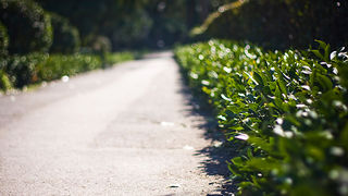 Đir zadarskim parkovima,27. veljače 2012. (foto:Saša Čuka)