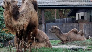 U Zoološki vrt Grada Zagreba stigla je mlada dvogrba deva Zsofia