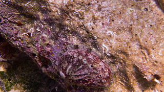 OLYMPUS DIGITAL CAMERA OLYMPUS DIGITAL CAMERA