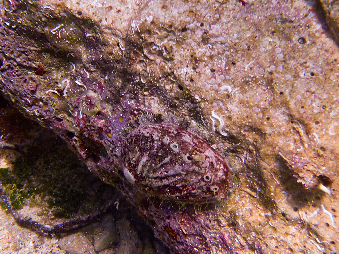 OLYMPUS DIGITAL CAMERA OLYMPUS DIGITAL CAMERA