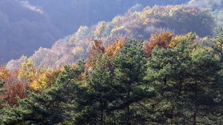 Varazdin, 301010.
Na podrucju brdovitog dijela opcine Vinice, koja je udaljena petnaest-ak kilometara od Varazdina ovih dana se moze vidjeti predivan spektar boja koje su nam dostupne samo nekoliko dana u godini.
Naime, pocetak opadanja lisca s drveca i p Varazdin, 301010.
Na podrucju brdovitog dijela opcine Vinice, koja je udaljena petnaest-ak kilometara od Varazdina ovih dana se moze vidjeti predivan spektar boja koje su nam dostupne samo nekoliko dana u godini.
Naime, pocetak opadanja lisca s drveca i p
