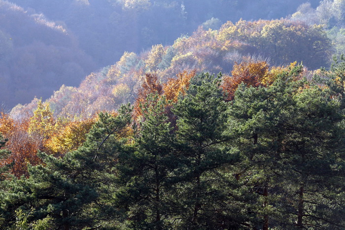 Varazdin, 301010.
Na podrucju brdovitog dijela opcine Vinice, koja je udaljena petnaest-ak kilometara od Varazdina ovih dana se moze vidjeti predivan spektar boja koje su nam dostupne samo nekoliko dana u godini.
Naime, pocetak opadanja lisca s drveca i p Varazdin, 301010.
Na podrucju brdovitog dijela opcine Vinice, koja je udaljena petnaest-ak kilometara od Varazdina ovih dana se moze vidjeti predivan spektar boja koje su nam dostupne samo nekoliko dana u godini.
Naime, pocetak opadanja lisca s drveca i p