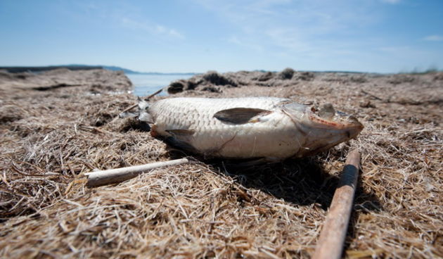 Vrana, Zadar, 100512.
Pomor ribe u Vranskom jezeru kao posljedica velike suse i niskog vodostaja.
Foto: Luka Gerlanc / CROPIX
