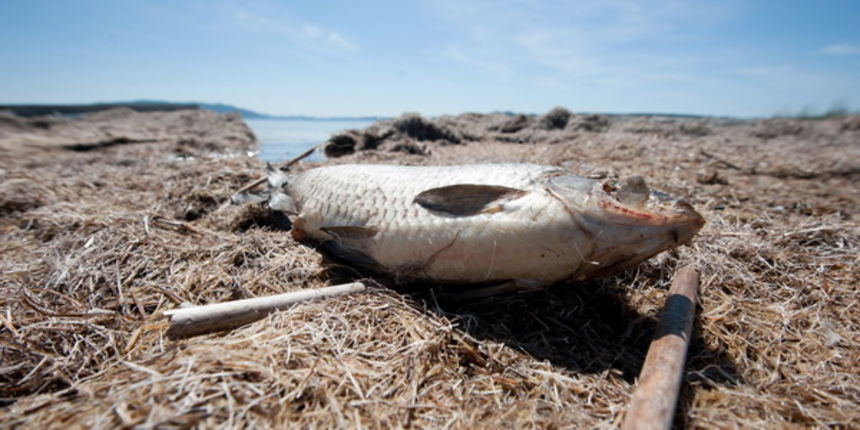 Vrana, Zadar, 100512.
Pomor ribe u Vranskom jezeru kao posljedica velike suse i niskog vodostaja.
Foto: Luka Gerlanc / CROPIX