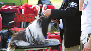 Međunarodna izložba pasa “CACIB ZADAR 2012” Međunarodna izložba pasa “CACIB ZADAR 2012”