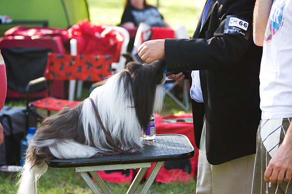 Međunarodna izložba pasa “CACIB ZADAR 2012” Međunarodna izložba pasa “CACIB ZADAR 2012”