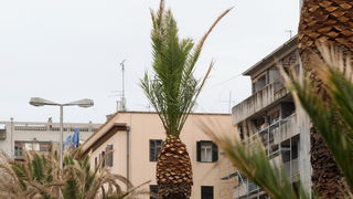 Zadar, 220512.
Palme na zadarskoj Obali kneza Branimira osusile su se, sto je posljedica ovogodisnje natprosjecno hladne i snjezne zime. Jutros su radnici Nasada poceli rezati pozutjele grane, sto ce olaksati rast zelenih mladica.
Foto: Jure Miskovic / CR