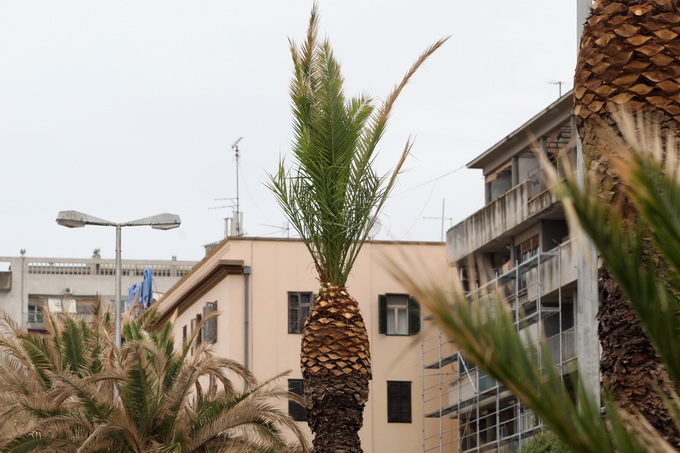 Zadar, 220512.
Palme na zadarskoj Obali kneza Branimira osusile su se, sto je posljedica ovogodisnje natprosjecno hladne i snjezne zime. Jutros su radnici Nasada poceli rezati pozutjele grane, sto ce olaksati rast zelenih mladica.
Foto: Jure Miskovic / CR
