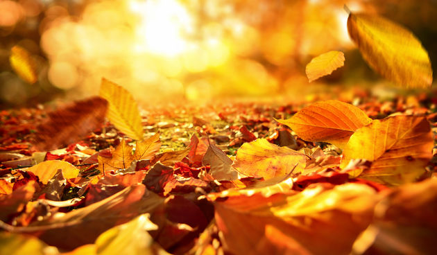 3. “Na dan jesenskog ekvinocija jaje može stajati ravno bez da ga držite i to zbog sile gravitacije”, još je jedan mit u nizu. No, to nema veze s datumom. Ako imate dovoljno strpljenja i vremena, to možete učiniti svaki dan