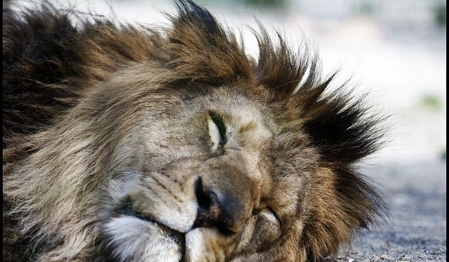 Zooloski vrt u Maksimiru