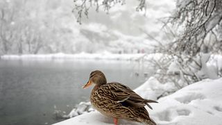 Zimska idila na snijegom prekrivenim Plitvičkim jezerima Zimska idila na snijegom prekrivenim Plitvičkim jezerima