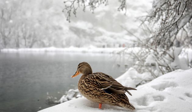 Zimska idila na snijegom prekrivenim Plitvičkim jezerima