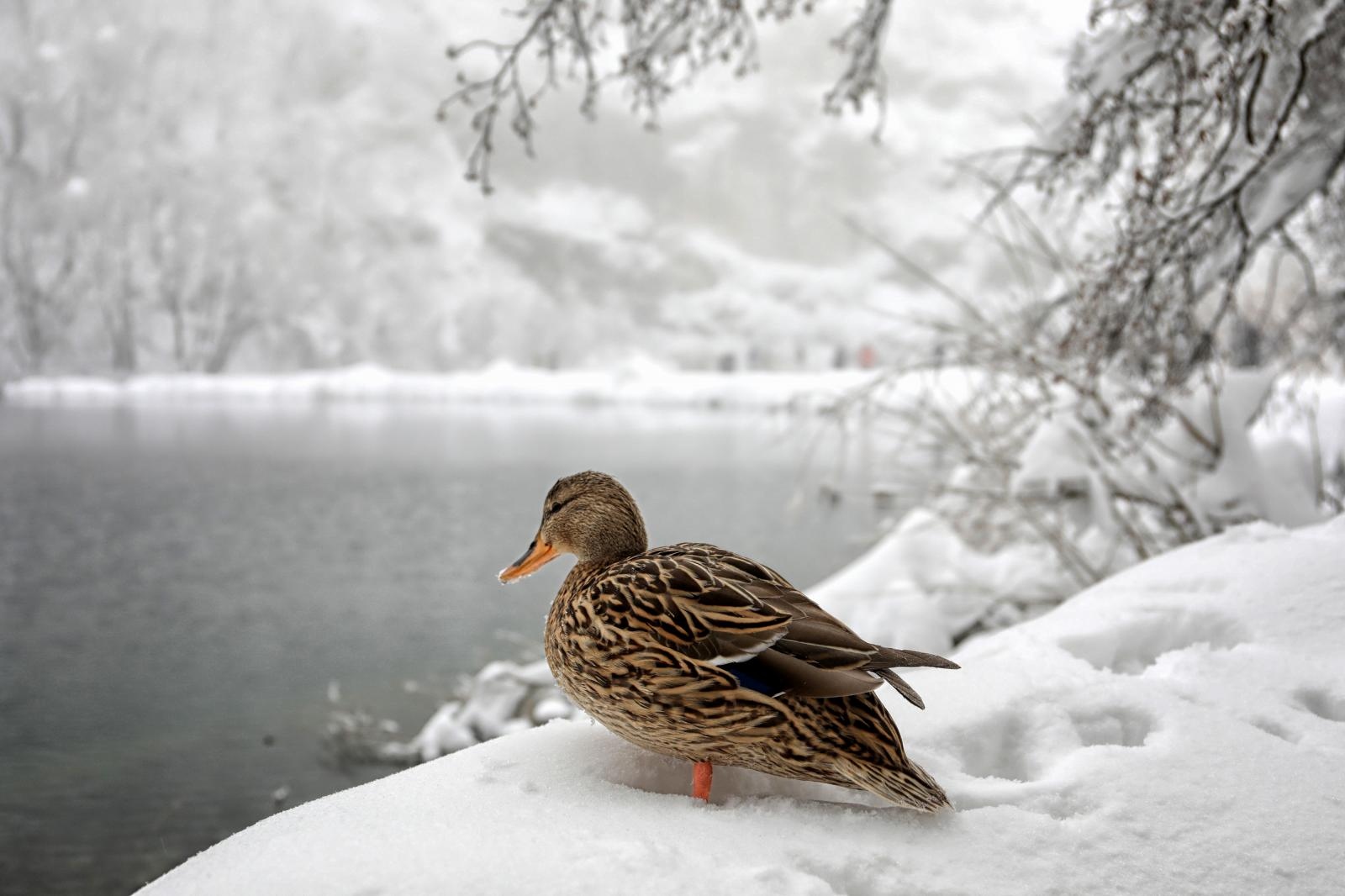 Zimska idila na snijegom prekrivenim Plitvičkim jezerima Zimska idila na snijegom prekrivenim Plitvičkim jezerima