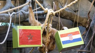 Gibon Kent odabrao pobjednika utakmice Hrvatska – Maroko