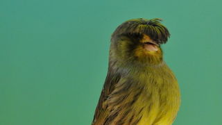 Pobjednici 33. Ornitoloskog prvenstva Hrvatske, Foto: Ivan Dilber Pobjednici 33. Ornitoloskog prvenstva Hrvatske, Foto: Ivan Dilber