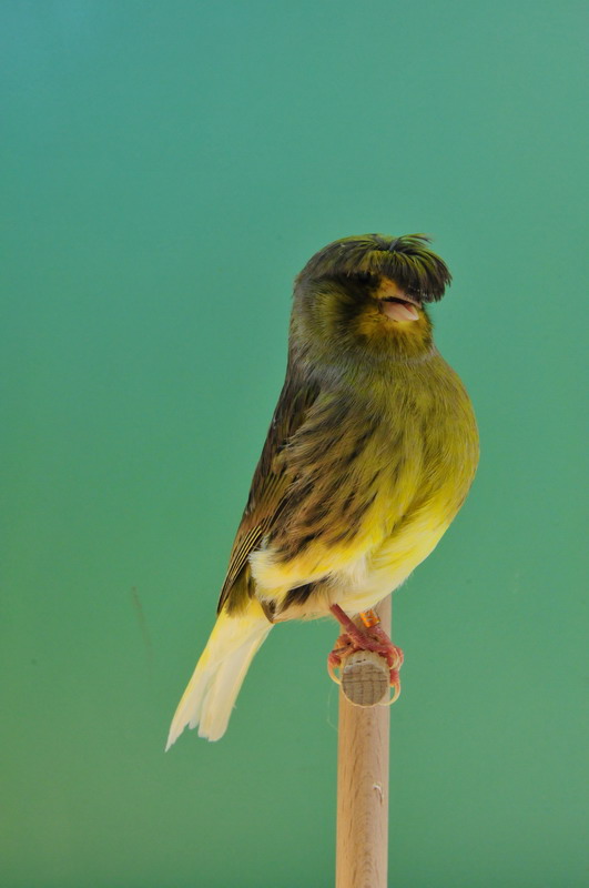 Pobjednici 33. Ornitoloskog prvenstva Hrvatske, Foto: Ivan Dilber Pobjednici 33. Ornitoloskog prvenstva Hrvatske, Foto: Ivan Dilber