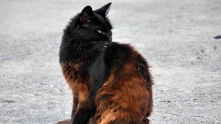 Iške crtice u objektivu Leonarda Kvarantana