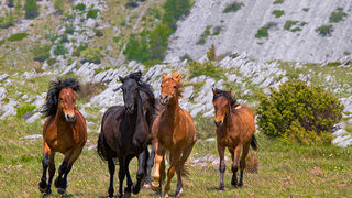 Divlji konji Velebita, foto: Leo Banic