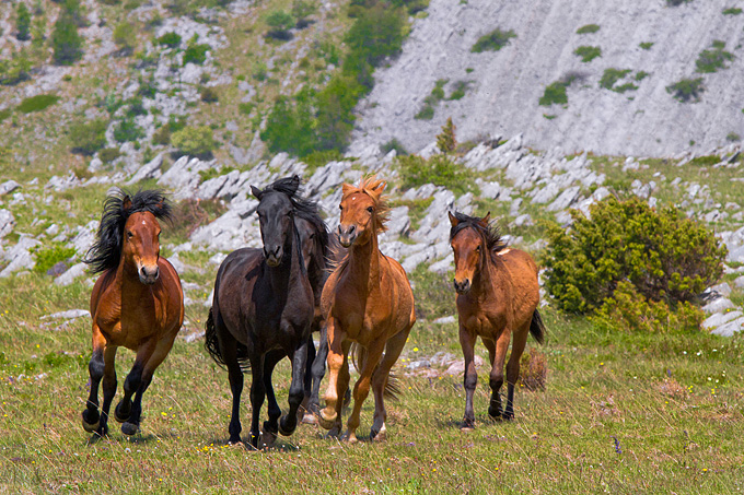 Divlji konji Velebita, foto: Leo Banic