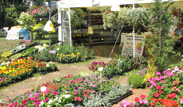 Sv. Filip i Jakov, Dani Cvijeća 2008. Autokamp Đardin