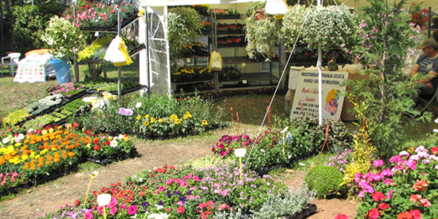 Sv. Filip i Jakov, Dani Cvijeća 2008. Autokamp Đardin Sv. Filip i Jakov, Dani Cvijeća 2008. Autokamp Đardin