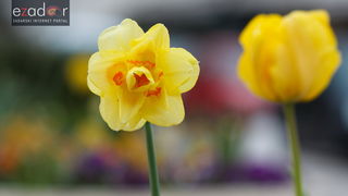 Đir po gradu, ponedjeljak 9. travnja 2018. Đir po gradu, ponedjeljak 9. travnja 2018.
